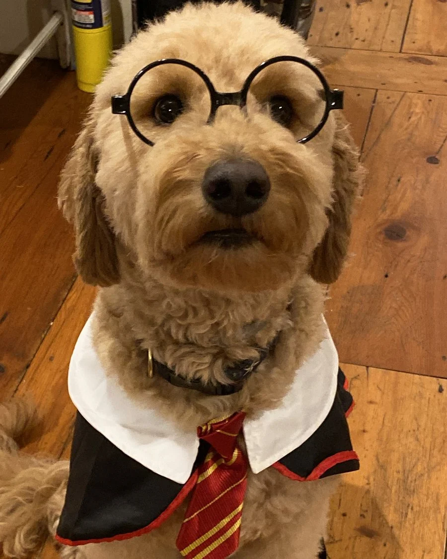 Copper dressed as Harry Potter, with round glasses and a tie