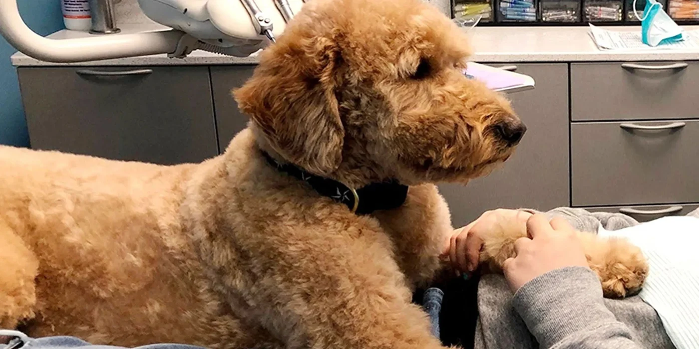 Copper resting beside a child during a dental visit
